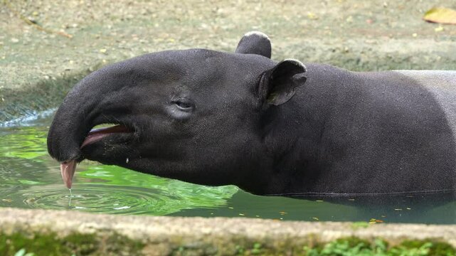 A Malayan tapir (Tapirus indicus), an endangered species, relaxes in the pool, bathing and cooling off as it yawns with mouth agape, dipping its tongue in the water, captured in close-up shot.