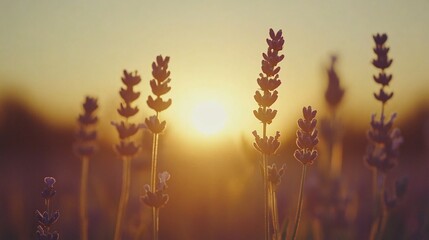 Soft focus of lavender fields under a setting sun creating a dreamy atmosphere perfect for relaxation themes with side empty space for text Stockphoto style