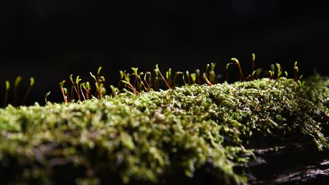 Sunlit moss on dead tree close up, moss life cycle