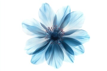 Fototapeta premium A close-up shot of a blue flower sitting on a white background