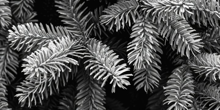 A close-up shot of a single pine tree in black and white, highlighting the texture and shape of its trunk and branches