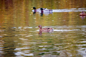Stockentenpaar auf ruhigem See