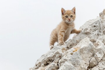 Obraz premium A small kitten stands on top of a rock with a calm expression