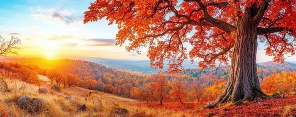 Fototapeten Autumn landscape with colorful trees and a vibrant sunset in a serene setting. © Tin