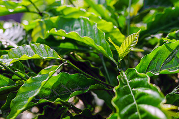Coffee tree and coffee leaf background