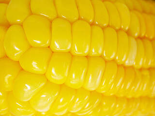 Close-up fresh ripe bright yellow corn  kernels, macro