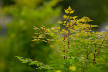 The flowers and plants that grow naturally in the fields are the main vegetation in the eastern part of North China