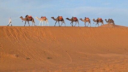 Dromedary camels in the desert