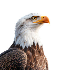Obraz premium Majestic Eagle: A Stunning Portrait Capturing the Grace and Power of Nature’s Apex Predator, Featuring Intricate Feather Details and a Striking Expression Against a Sleek Background.