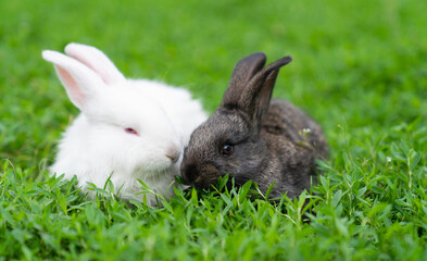 A couple of cute adorable fluffy rabbits grazing on green grass. Little cute bunny walking on a meadow in a green garden on a bright sunny day. Easter nature