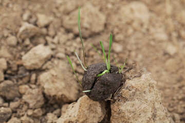 Guerilla Gardening Reforestation, DIY. Seed ball plantation. Seed bombs on dry soil