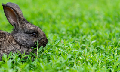 Cute adorable fluffy rabbit grazing on green grass. Little cute rabbit walking on meadow in green garden on bright sunny day. Easter nature