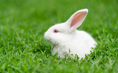White rabbit, albino with red eyes, sits in the grass