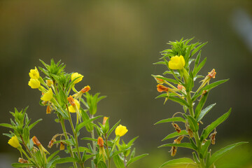 The flowers and plants that grow naturally in the fields are the main vegetation in the eastern part of North China