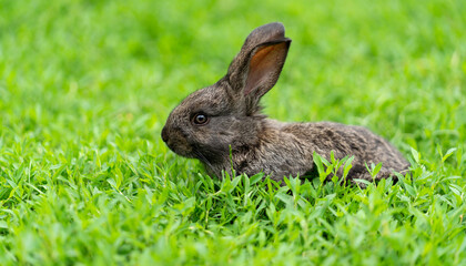 Cute adorable fluffy rabbit grazing on green grass. Little cute rabbit walking on meadow in green garden on bright sunny day. Easter nature