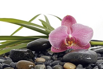 A single pink flower sits on top of a pile of rocks, isolated against a plain background