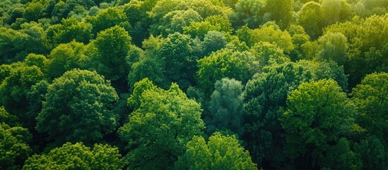 Naklejka premium Aerial View of a Lush Green Forest Canopy