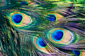 Fototapeta premium Macro photo of beautiful peacock bird feather