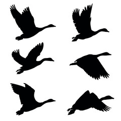 Silhouettes of duck birds. Silhouettes of flying ducks birds on a white background, emphasizes freedom and natural grace