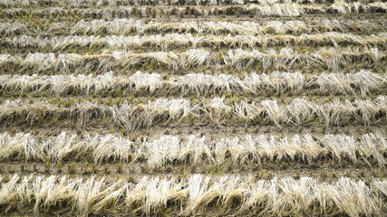 Rice straw left in the field after harvest