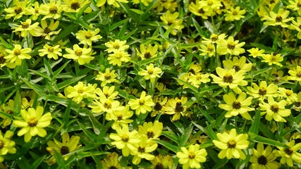 Zinnia angustifolia in full bloom