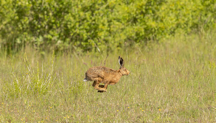 a single brown hare lepus europaeus in a summer wild flower meadow