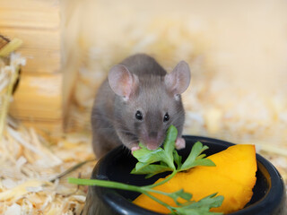 Gray satin mouse eats parsley leaf. Small rodent, domestic animal, vegetarianism, agricultural...