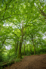 Obraz premium Mischwald im Gelpetal