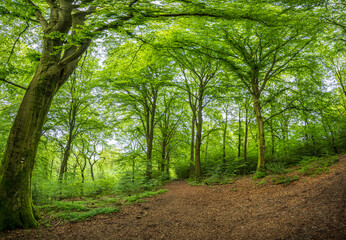 Obraz premium Mischwald im Gelpetal