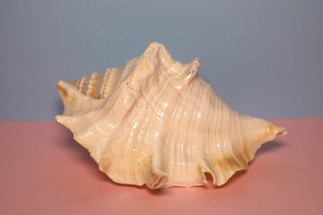 Seashell on pink and blue background