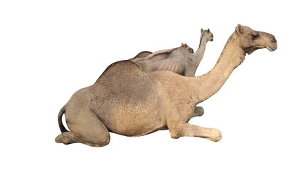 Camel isolated on transparent background