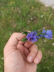 Viper's bugloss, Vipérine commune, Vipérine vulgaire, Serpentine - Echium vulgare - Boraginaceae, Boraginacées