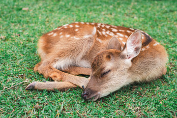 Newborn fawn sleeping on grassland