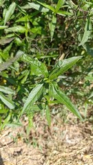 Custard apple, False daisy, Éclipte prostrée, Éclipte blanche, Gandagaatra - Eclipta prostrata, Eclipta alba - Asteraceae, Astéracées