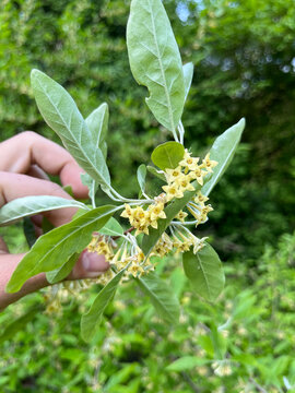 Autumn Olive, Spreading Oleaster, Olivagno, Eleagno, Chalef d'automne, Ol&eacute;astre &agrave; Ombelles - Eleagnus Umbelatta - Eleagnaceae, &Eacute;l&eacute;agnac&eacute;es
