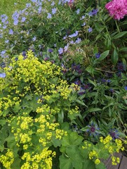 flowers in the garden