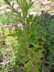 Great Hairy Willow herb, Épilobe à grandes fleurs, épilobe hirsute - Epilobium hirsutum - Onagracées, Onagraceae