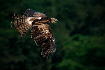 Changeable Hawk-Eagle or Nisaetus cirrhatus