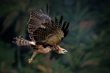 Changeable Hawk-Eagle or Nisaetus cirrhatus