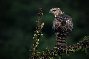 Changeable Hawk-Eagle or Nisaetus cirrhatus