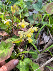 Barrenwort, Chapeau d'évêque, Épimède des Alpes, Alpen Sockenblume, Epimedio alpino - Epimedium Alpinum - Berberidaceae, Berbéridacées