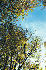 Tree leaves with sky and few clouds in the background