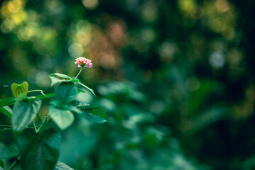 Lantana Camara flower. Natural green background