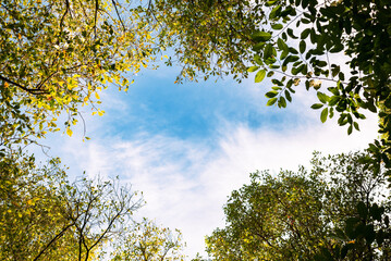 Tree leaves with sky and few clouds in the background