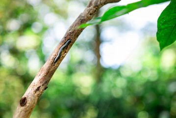 Small caterpillar on dry tree branch in tropical forest