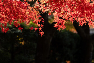 透過光が美しいカエデの紅葉5