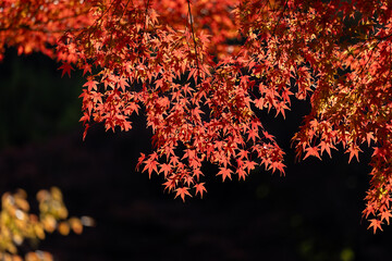 透過光が美しいカエデの紅葉3