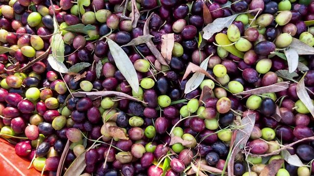 OLIVES HARVESTED IN BOXES