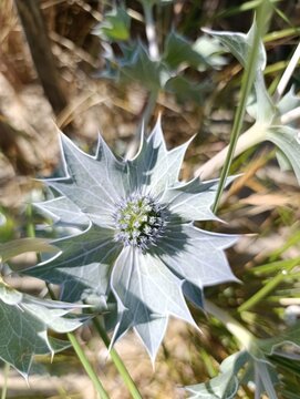 Eryngium Maritimum - Sea-holly - Panicaut maritime, Chardon bleu des dunes - Apiac&eacute;es - Apiaceae