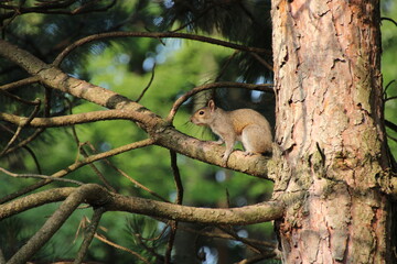 Squirrel in a tree